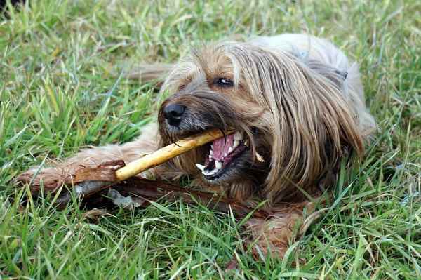 This small dog is lying in the grass chewing on a dental bone.