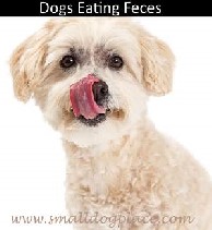 Coprophagia:  Dog eating feces