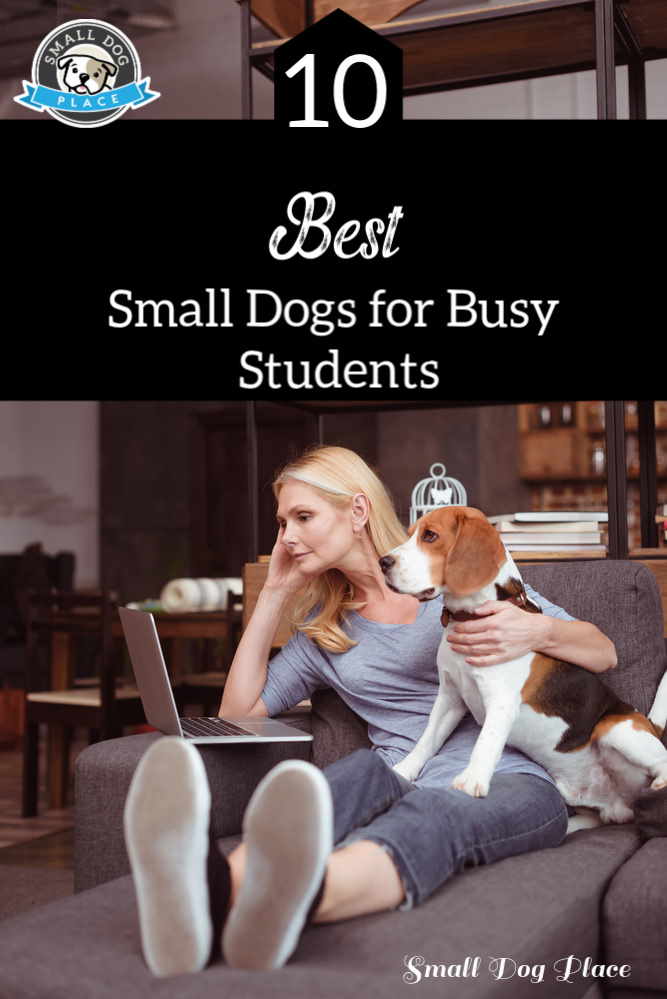 A woman is working on her computer while holding her dog. A woman is working on her computer while holding her dog.
