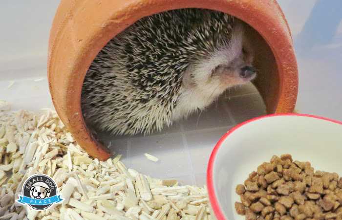 Hedgehog at feeding station
