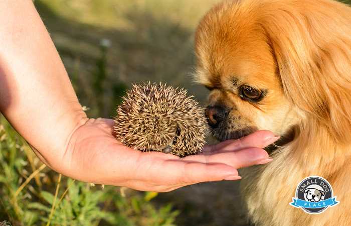 A dog watching a hedgehog