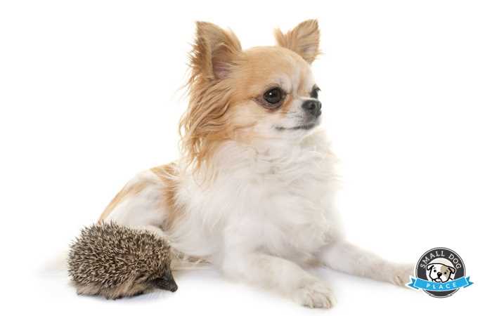 dog and hedgehog
