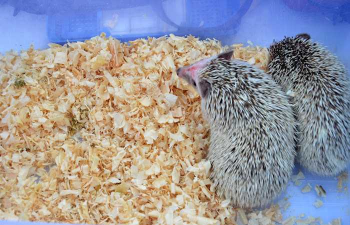Two hedgehogs and in an enclosure