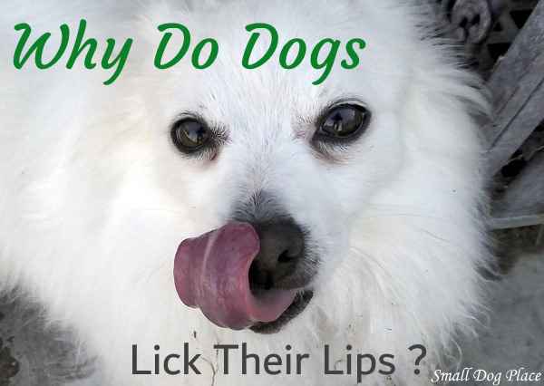 A white Pomeranian dog is licking his lips