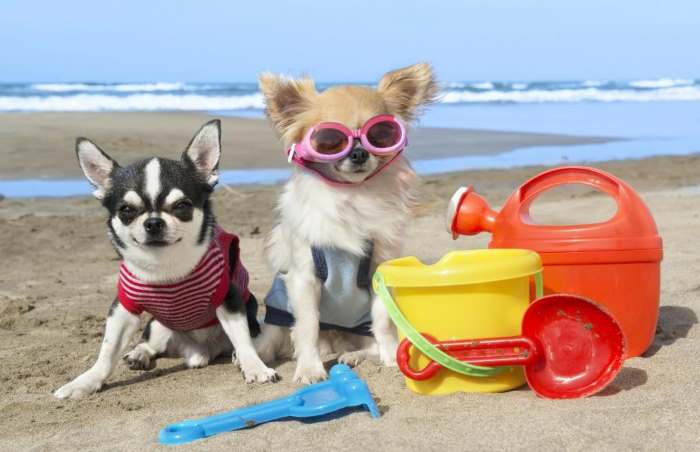 Tips for taking your dog to the beach.