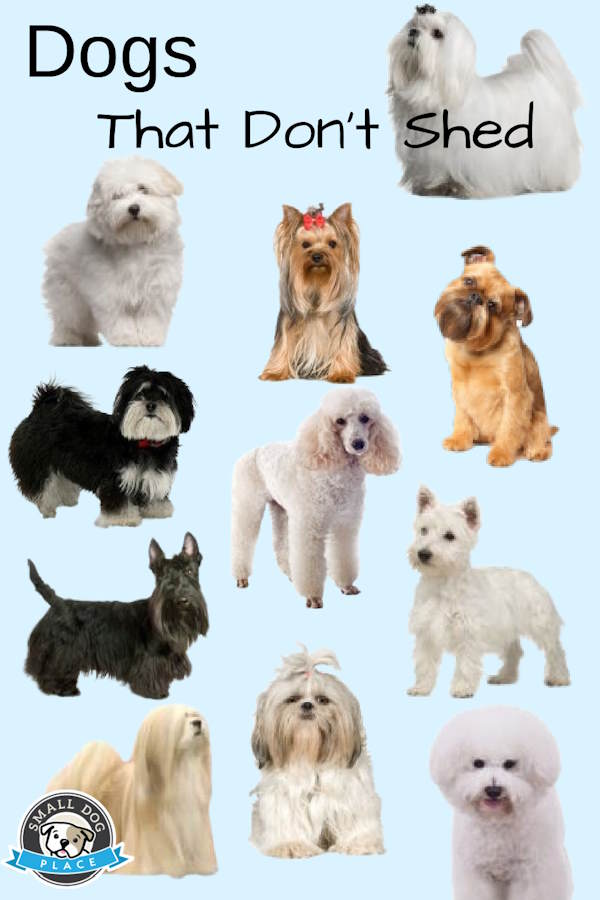 Pin image of small dog breeds that don't shed