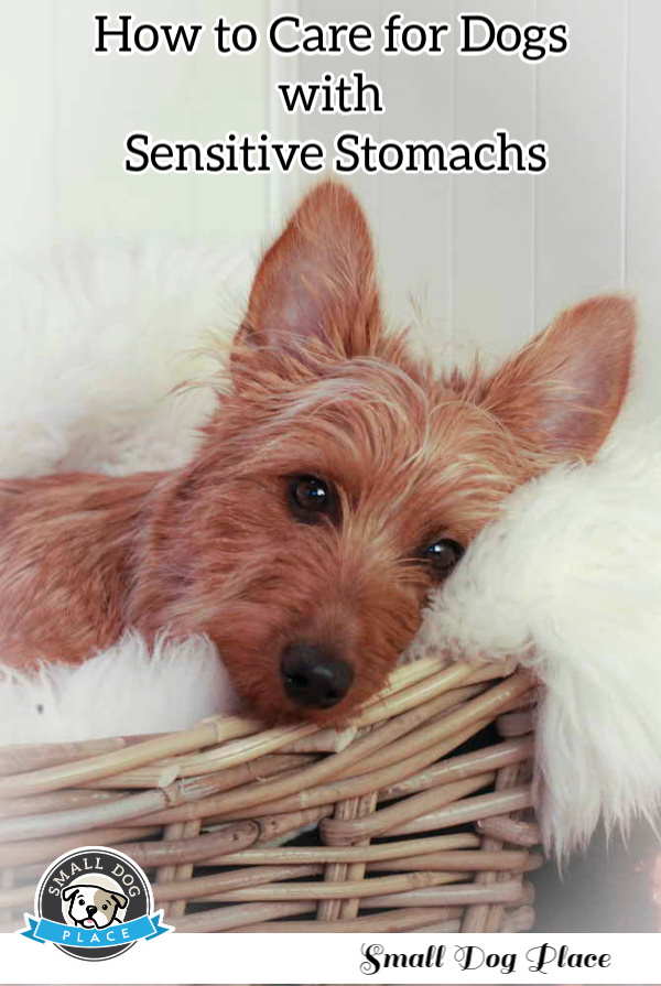 An Australian Terrier is resting in his basket.