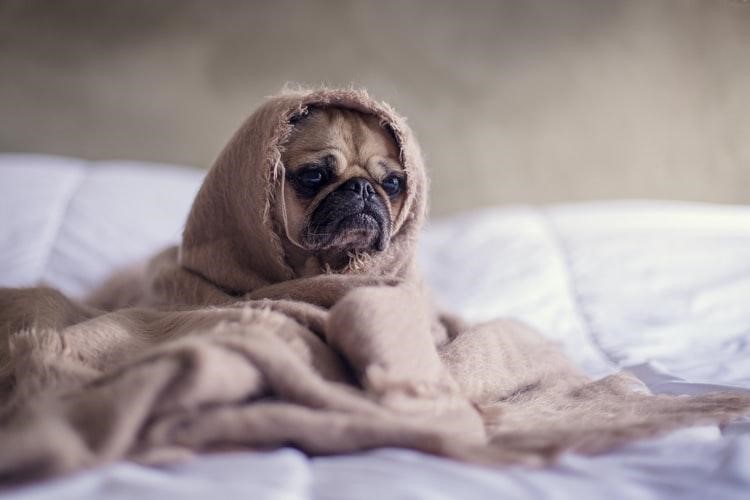 Dogs with Sensitive Stomachs Sick Pug