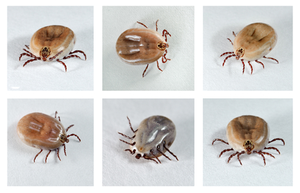 which ticks are dangerous to dogs