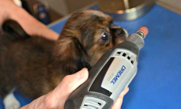 Allow the dog to sniff the Dremel tool.  All dogs rely on smell to check out objects in their environment.