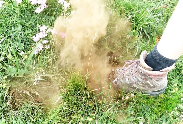 Allergies to substances such as dust and smoke can cause a puppy to sneeze Dust and smoke are just a couple of causes of allergies