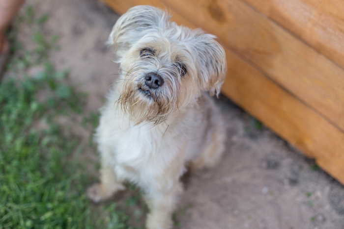 dutch smoushond: complete dog breed profile and information