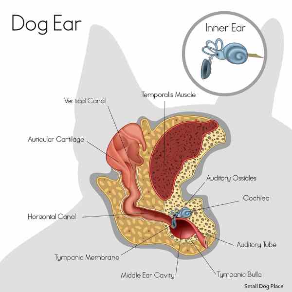 The Anatomy of a Dog's Ear