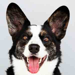 The Cardigan Welsh Corgi and his Bat Ears