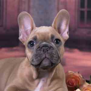 The French Bulldog and His Rounded Ears