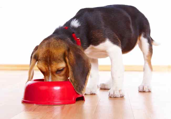 A tri-colored beagle is eating out of a red bowl.