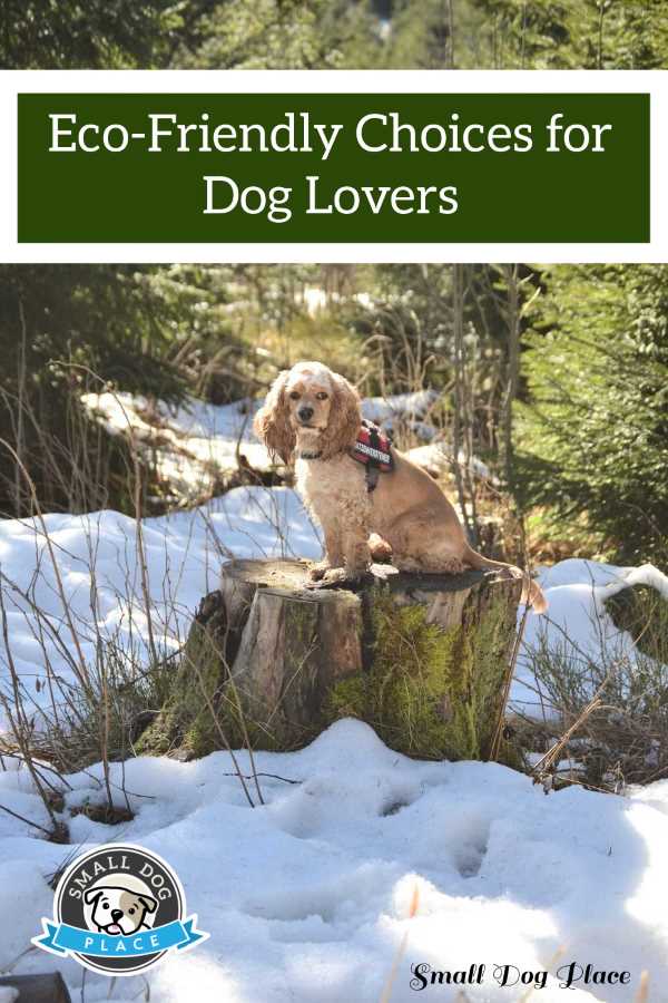American Cocker Spaniel sitting on a stump in the snow.