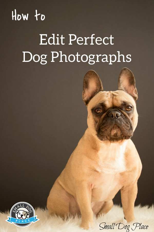 How to Edit Perfect Dog Photos French bulldog portrait on a brown background; pin image