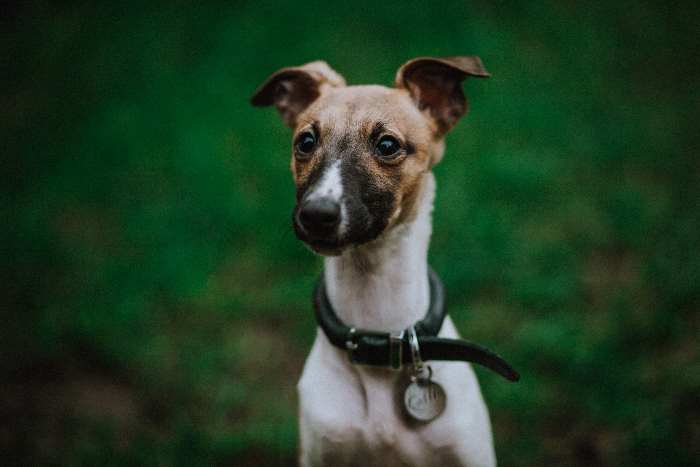 A whippet isolated on a green background