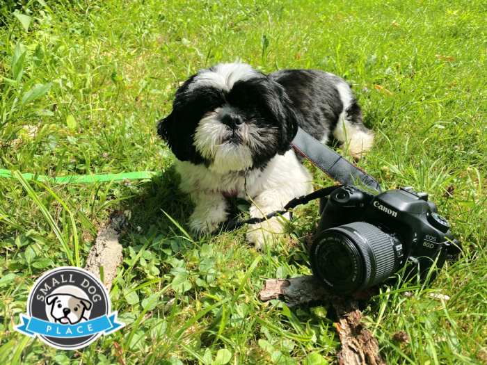 A black and white Shih Tzu is resting on the grass with a camera.