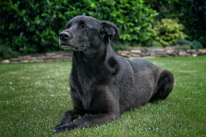Make black fur look black when editing dog photos A black dog lying on a field of grass.