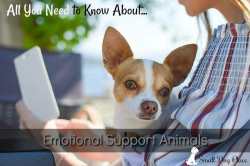 Small Dog Lifestyle:  Emotional Support Animals with link to the article