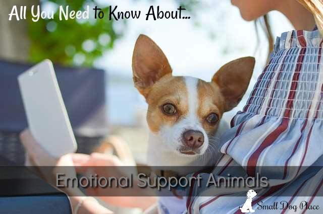 All You Need to Know About Emotional Support Animals