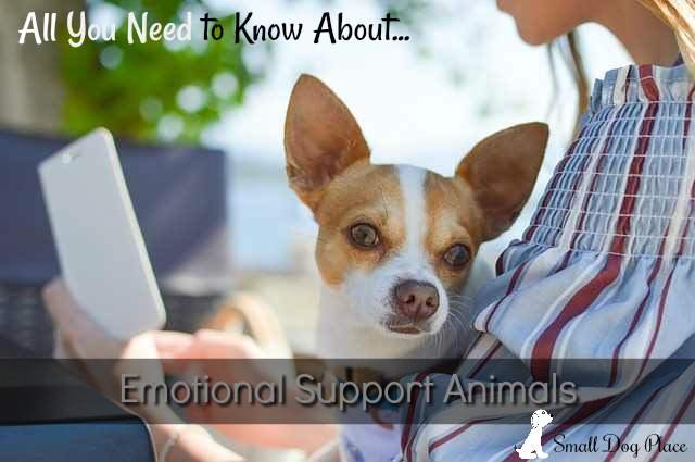 All You Need to Know About Emotional Support Animals All You Need to Know About Emotional Support Animals
