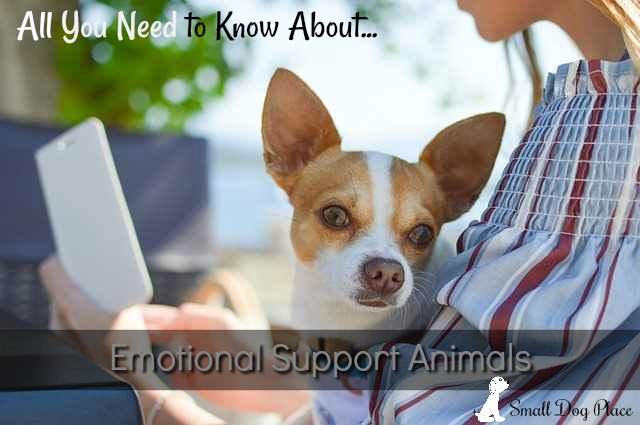 small emotional support dogs