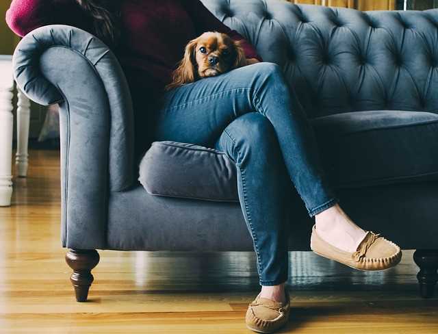 A person is sitting on a sofa holding a small emotional support dog.