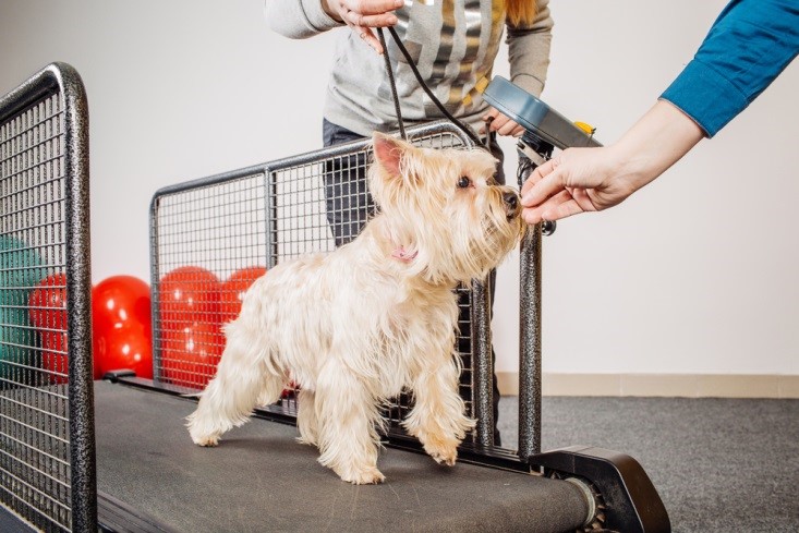 The challenge of walking on a treadmill is enough to calm even the most energetic small dogs.