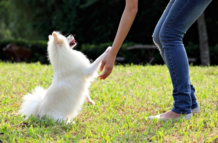 Obedience Cues work well for energetic small dogs