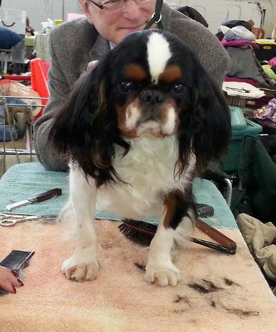 English Toy Spaniel Being Groomed