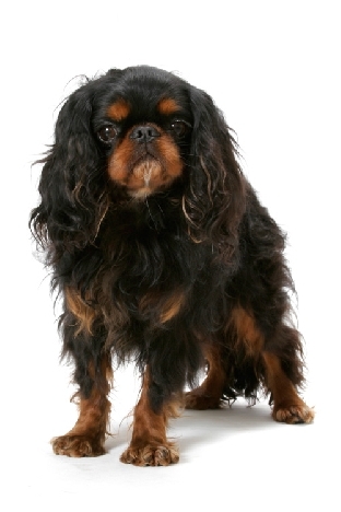 english toy spaniel