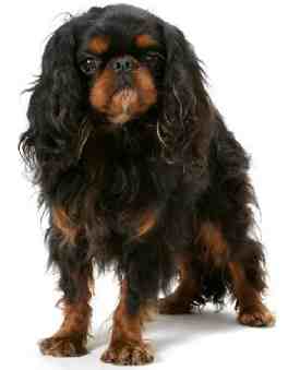 King Charles Spaniel