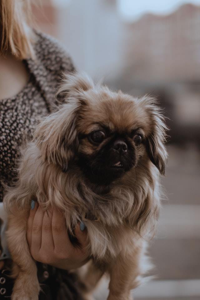 a woman is holding an emotional support animal