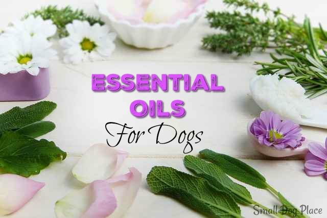8 Essential Oils for Dogs 8 Essential Oils for Dogs