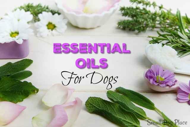 8 Essential Oils for Dogs