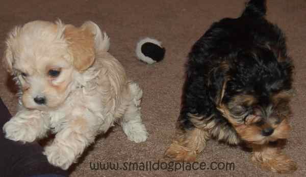 excitement urination happens to puppies who are excited or startled