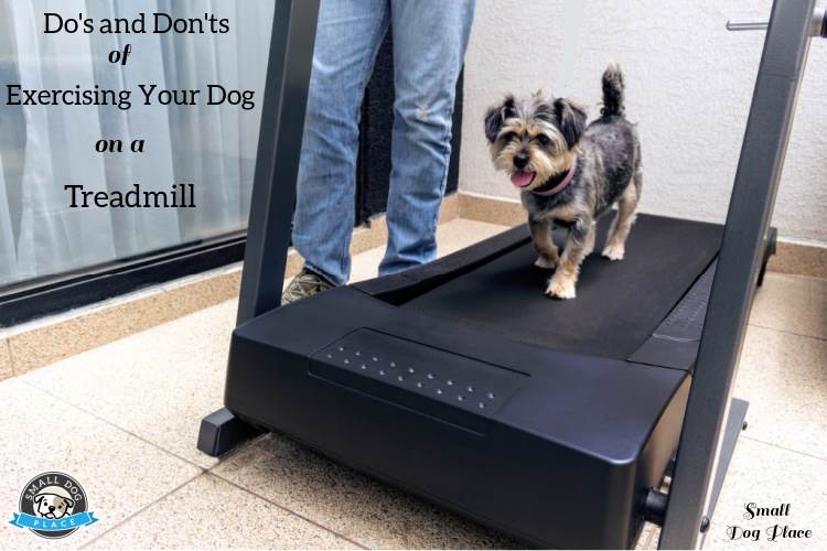 a small dog is walking on a treadmill