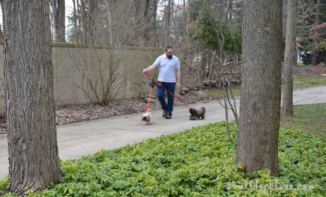 A man is walking his two dogs down a concrete driveway.