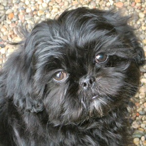 Progressive Retinal Atrophy Link