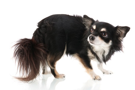fearful-dog-storm-phobia.jpg fearful-dog-storm-phobia.jpg