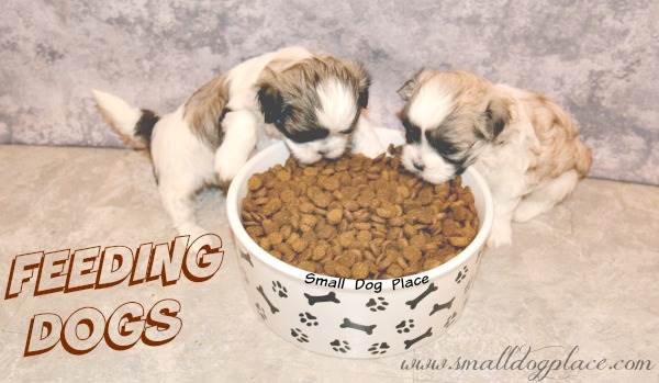 Two young Maltese-Shih Tzu hybrid puppies are trying to eat from a large bowl of food.