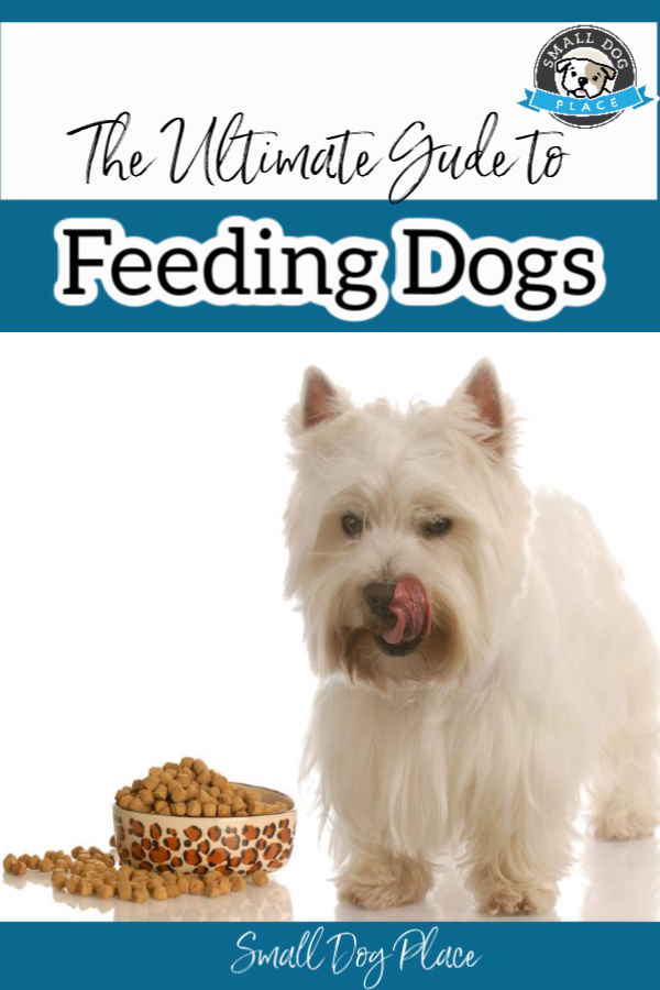 Feeding Dogs Pin