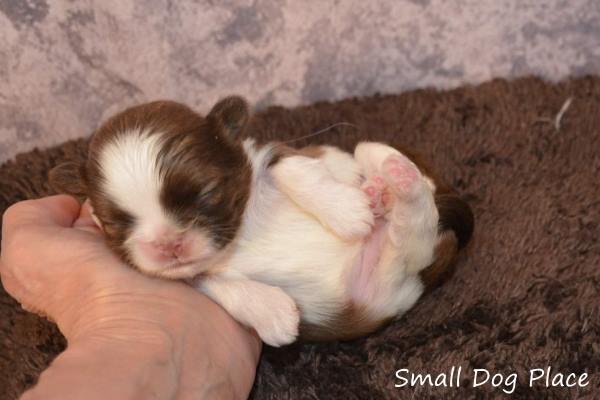 Newborn or neonate puppy with eyes and ears still closed.