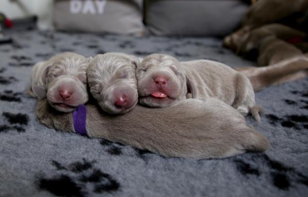 newborn weimaraner