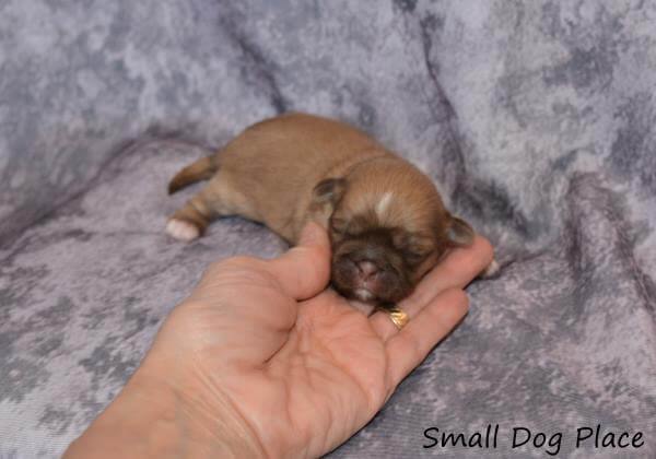 Day old puppy being held in one hand.