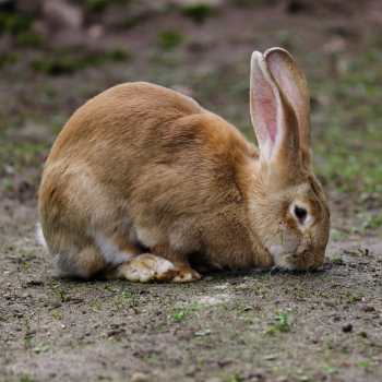 Flemish Giant Rabbit