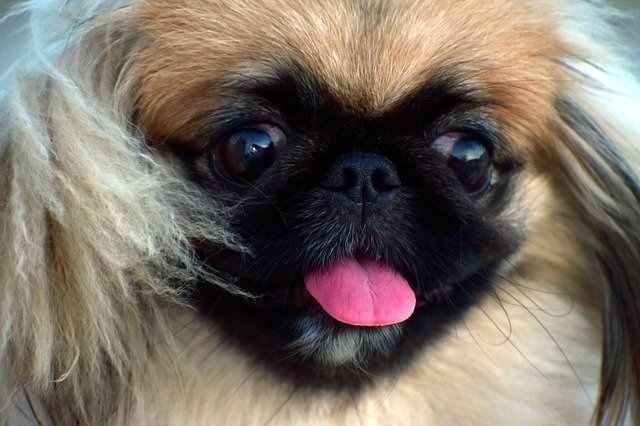 curly haired pug